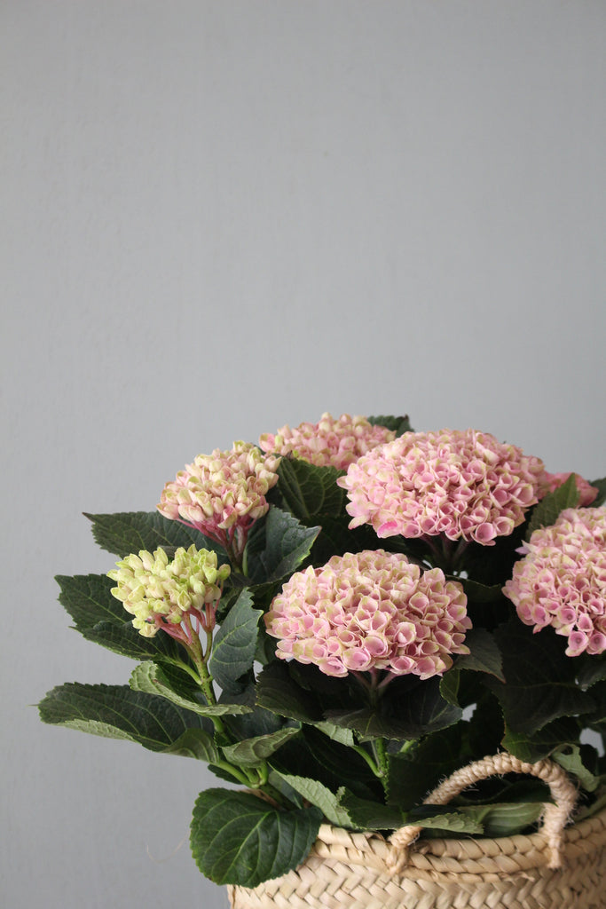 Capazo con planta de hortensia - El Taller de Lucia